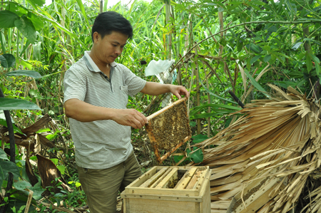 Nhờ được hỗ trợ sản xuất, gia đình anh Bùi Văn Thanh thôn Cửa Ngòi, xã An Thịnh đã vươn lên làm giàu từ nuôi ong lấy mật.
